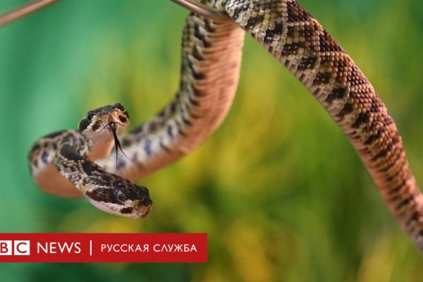 Кракен даркнет что известно