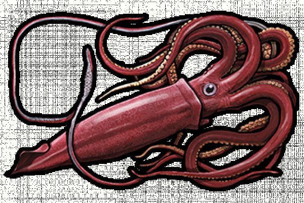 Kraken19at