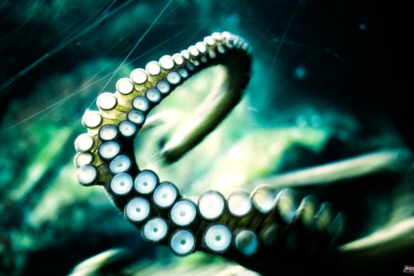 Kraken 14at