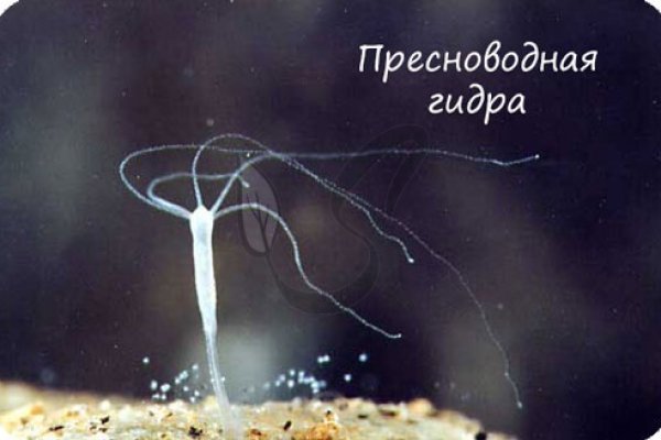 Ссылки зеркала на kraken kraken dark link